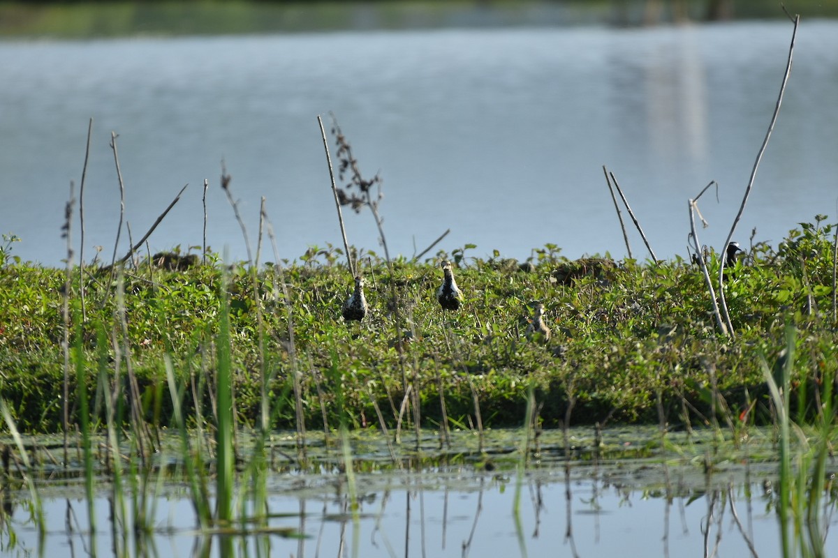 Pacific Golden-Plover - ML635873327