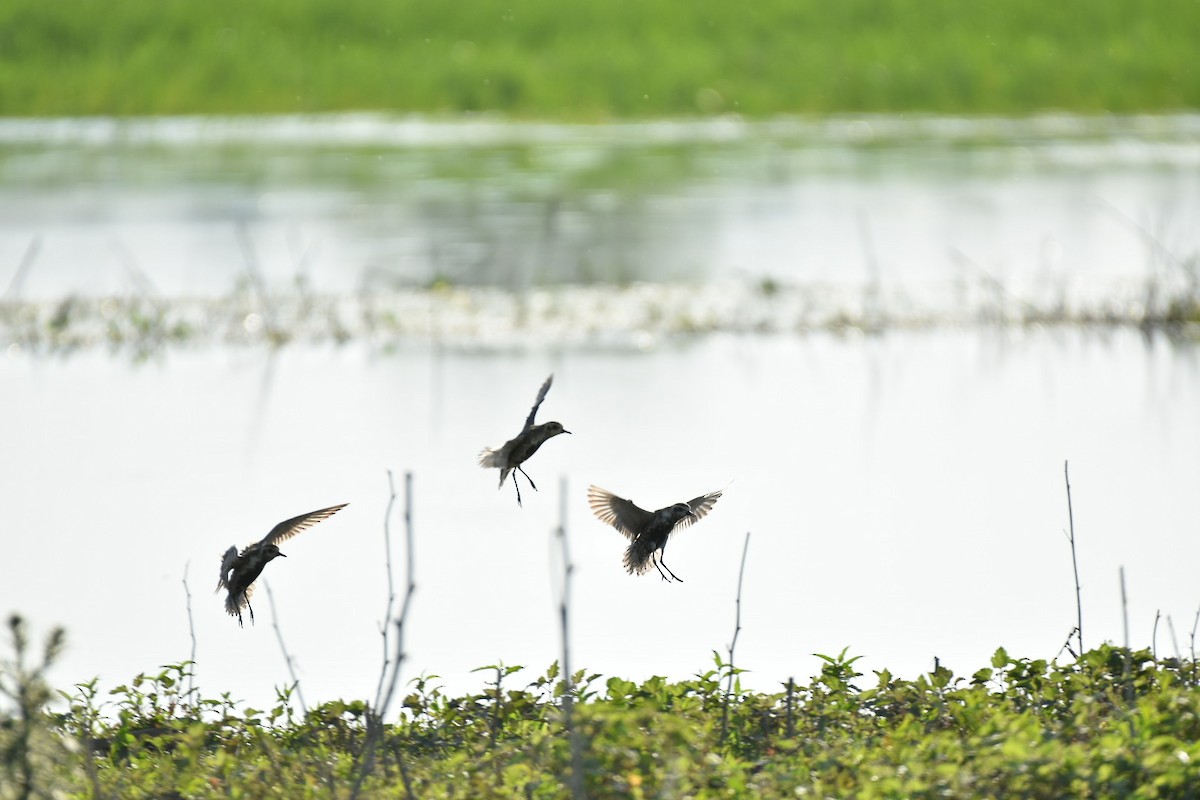 Pacific Golden-Plover - ML635873328