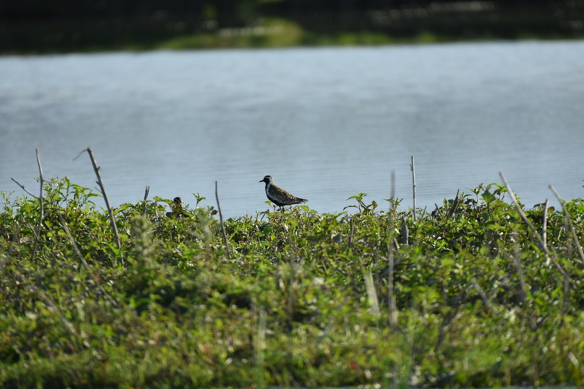 Pacific Golden-Plover - ML635873329