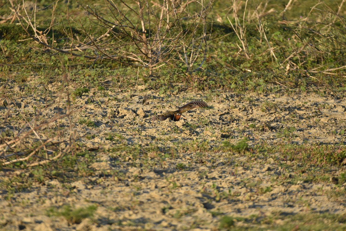 Greater Painted-Snipe - ML635873331