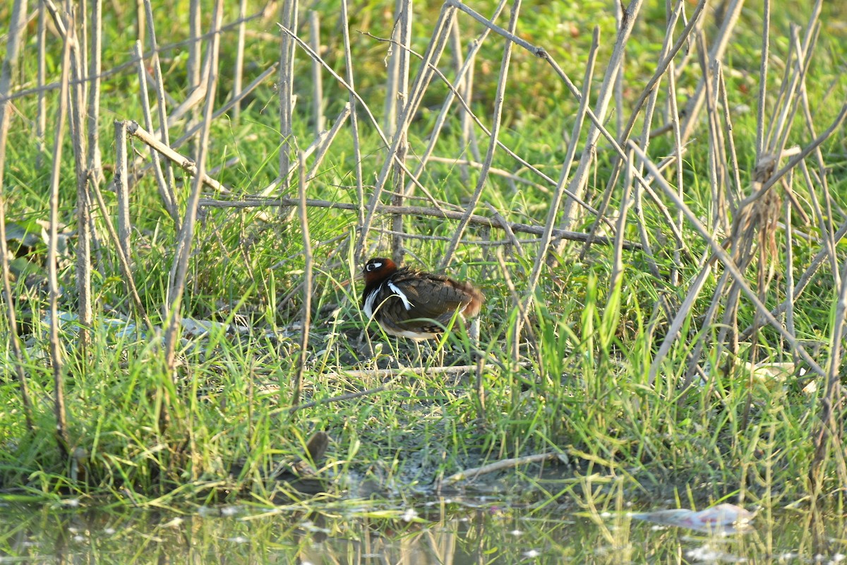 Greater Painted-Snipe - ML635873332
