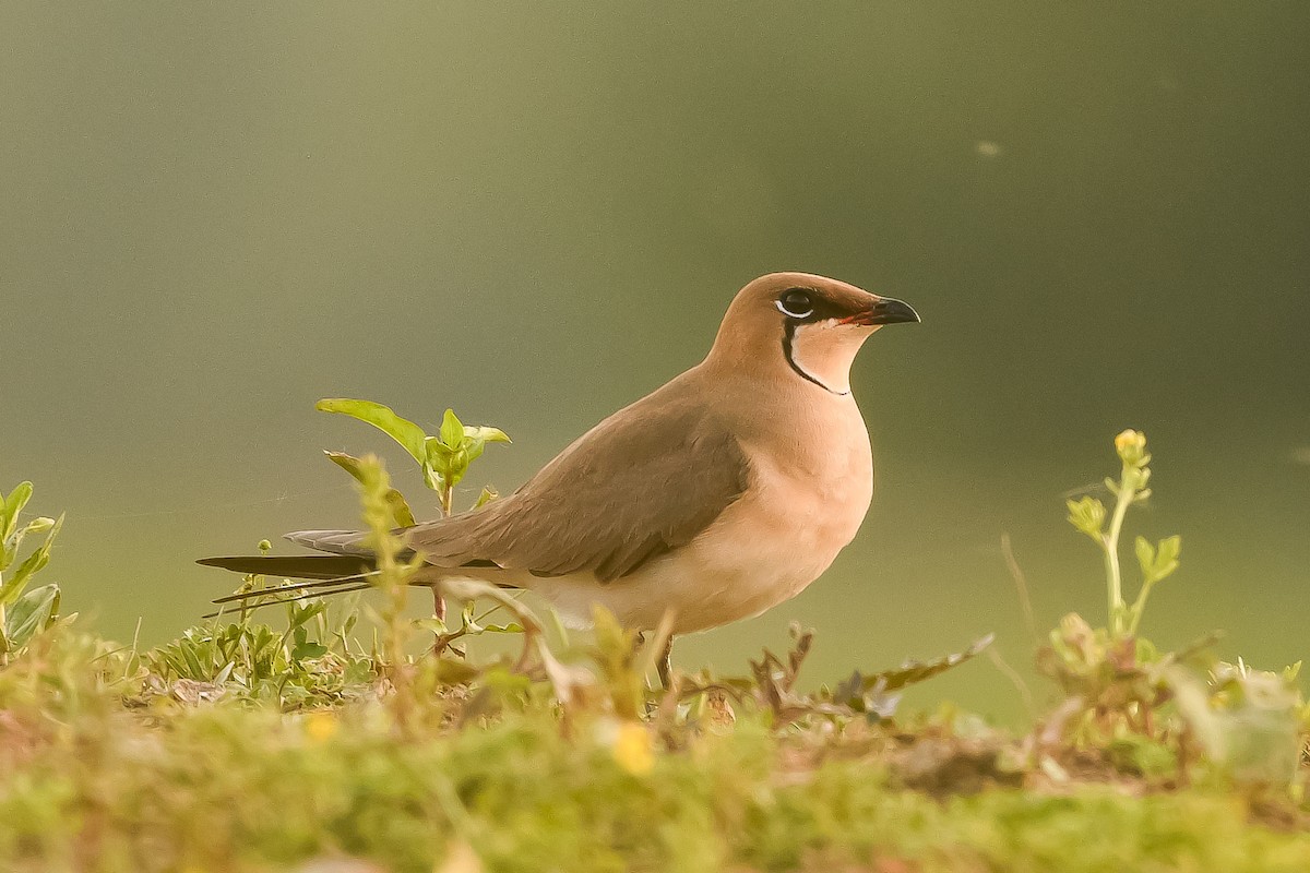 Collared Pratincole - ML635873346