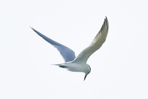 Gull-billed Tern - ML635873353