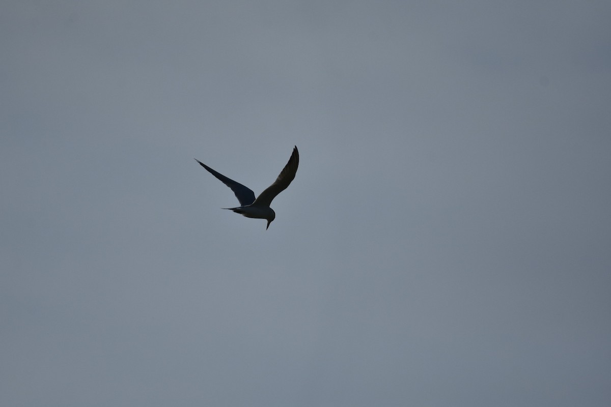Gull-billed Tern - ML635873354