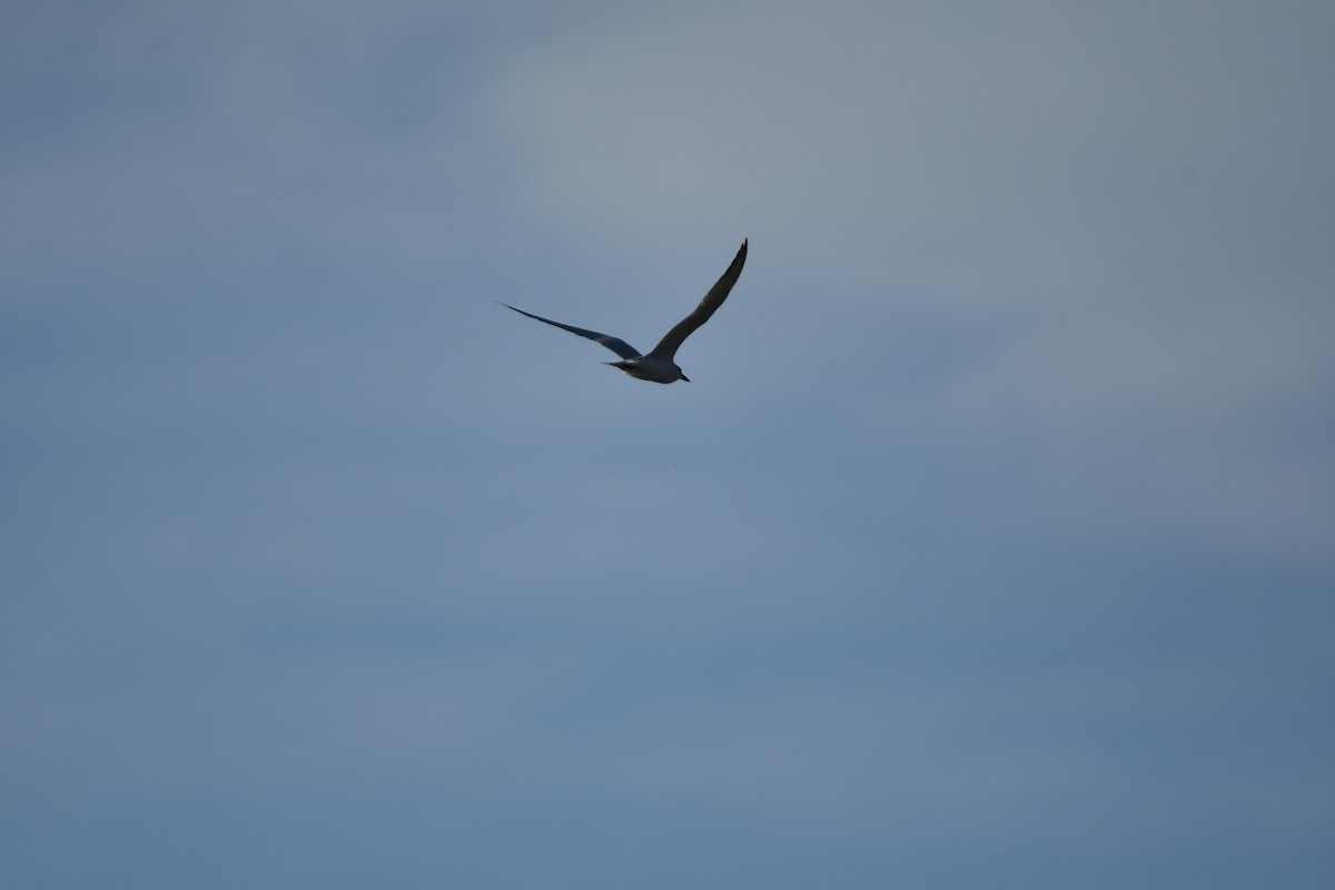 Gull-billed Tern - ML635873356