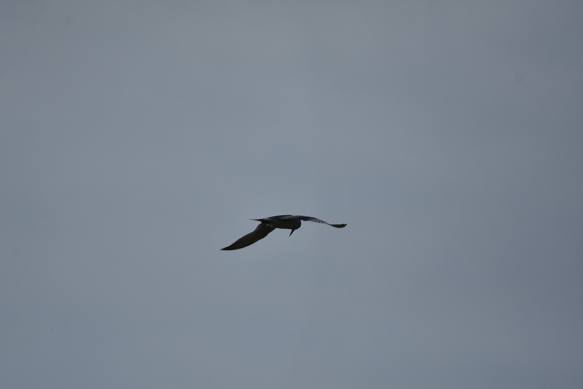 Gull-billed Tern - ML635873357