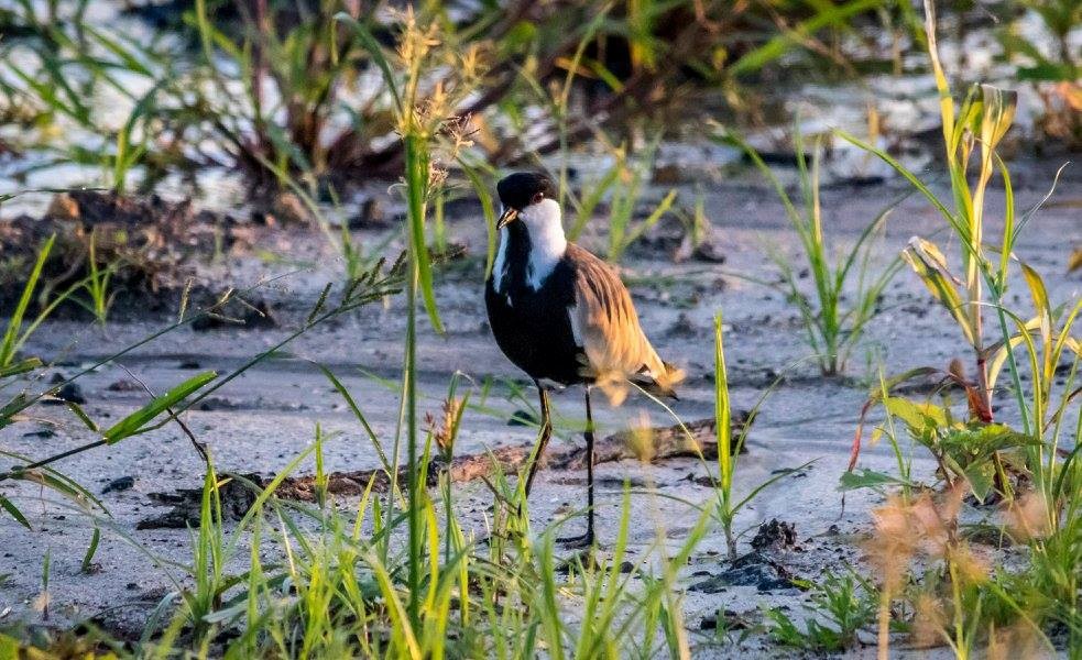 Pavoncella armata - ML635873402