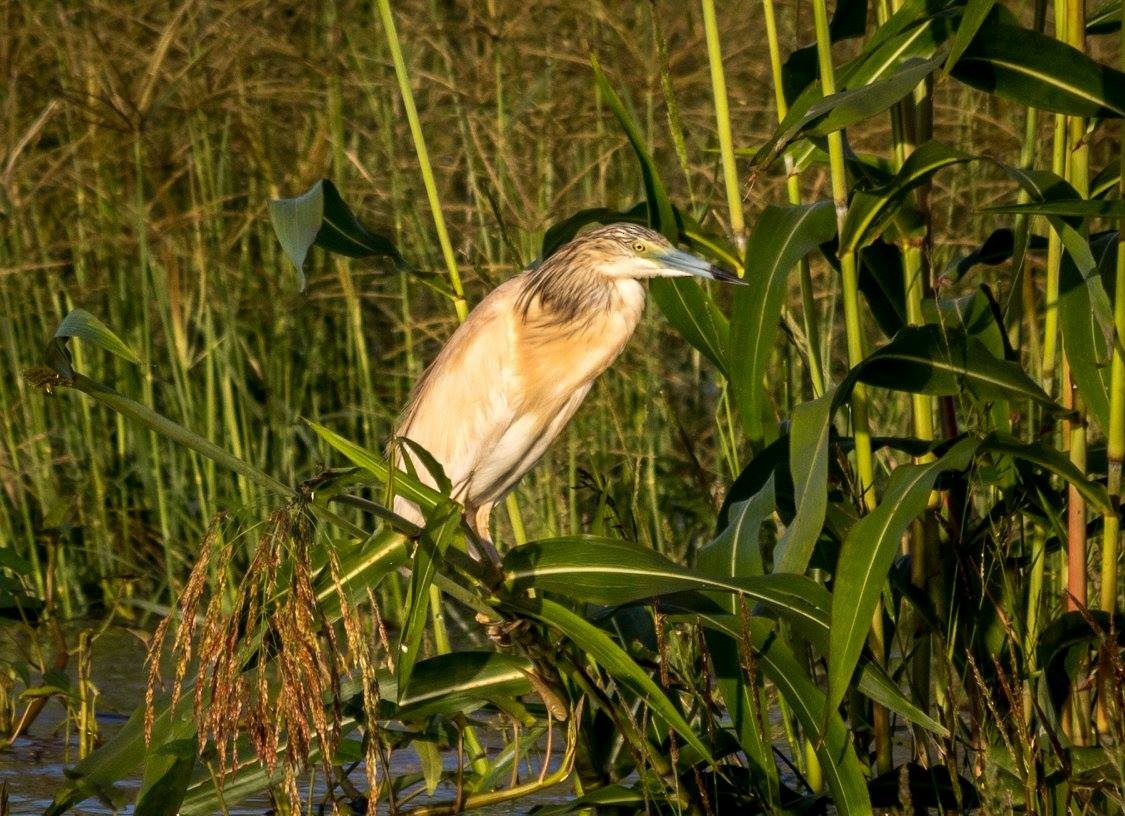 Sgarza ciuffetto - ML635873404