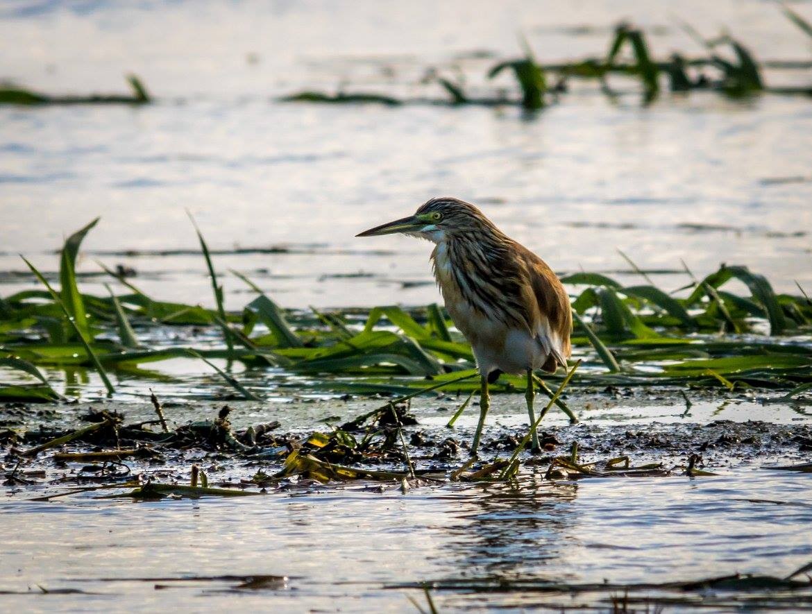 Malagasy Pond-Heron - ML635873408