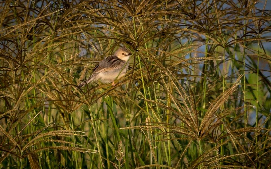 Coastal Cisticola - ML635873419