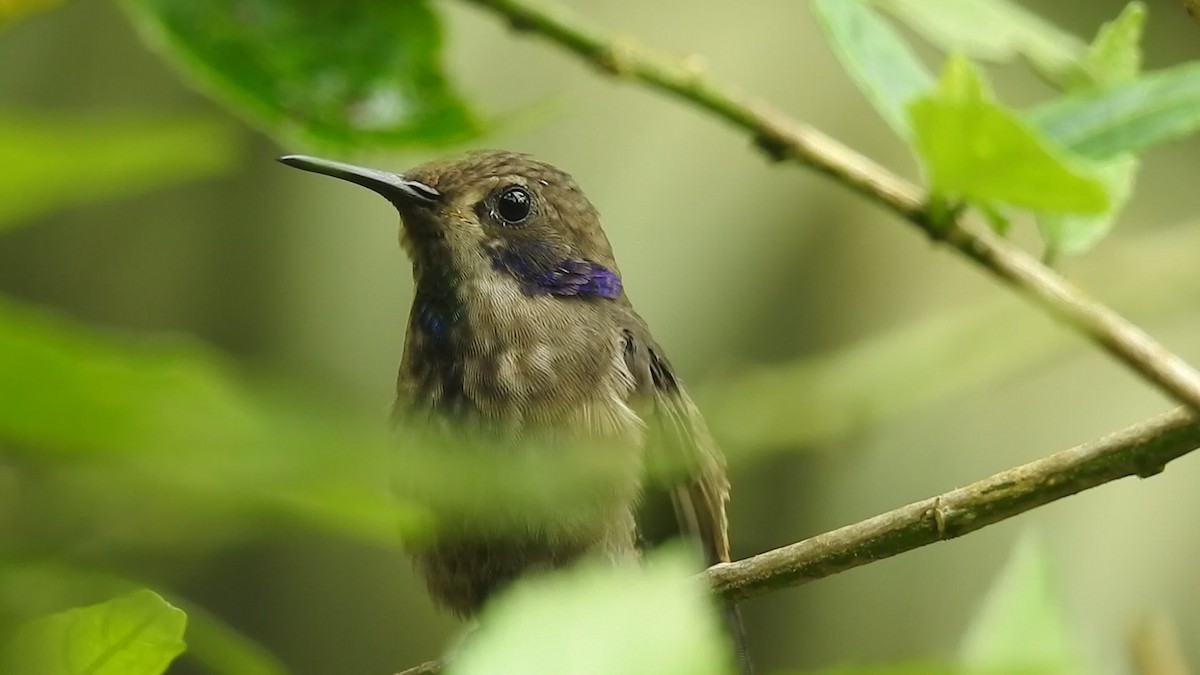 Brown Violetear - ML635873448