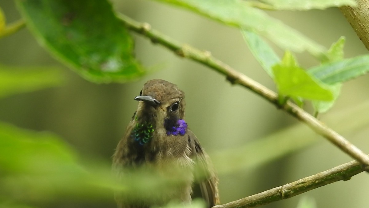 Brown Violetear - ML635873449