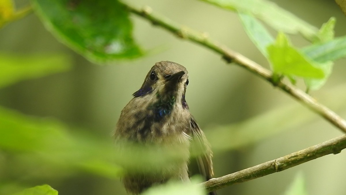 Brown Violetear - ML635873450