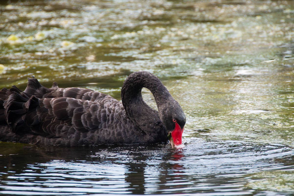labuť černá - ML635873575