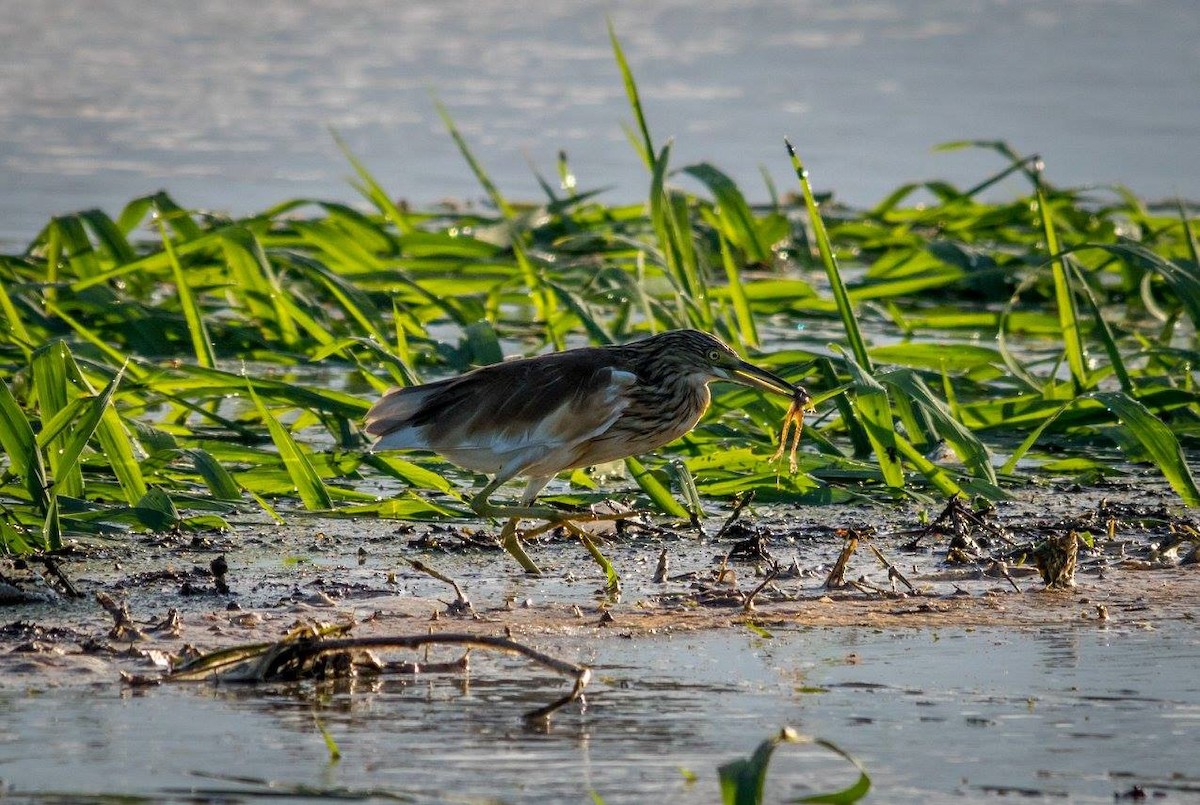 Malagasy Pond-Heron - ML635873578