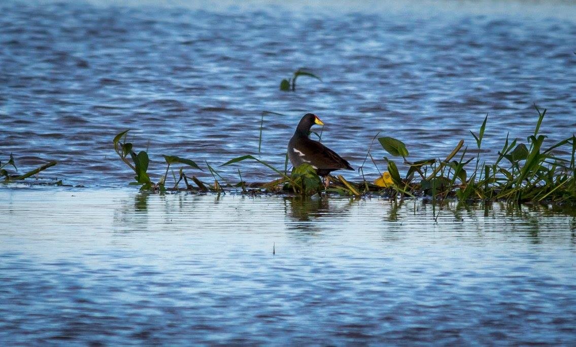 Lesser Moorhen - ML635873585