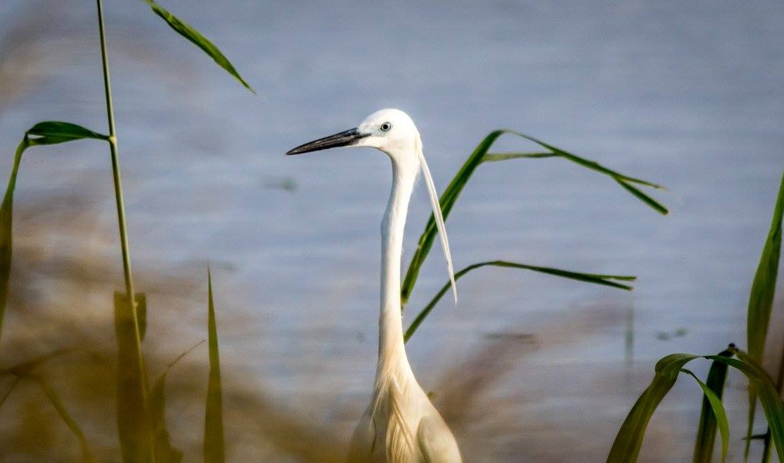 Garzetta - ML635873597