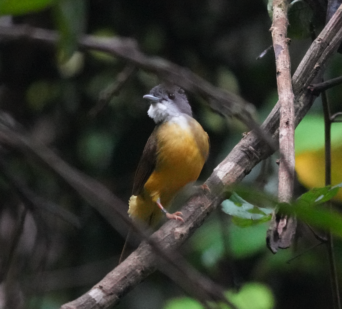 Yellow-bellied Bulbul - ML635873618