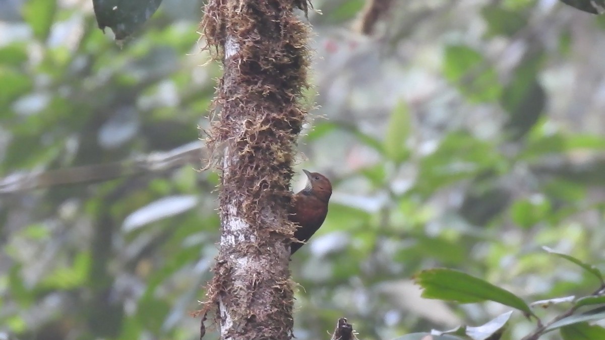 Fulvous-dotted Treerunner - ML635873684