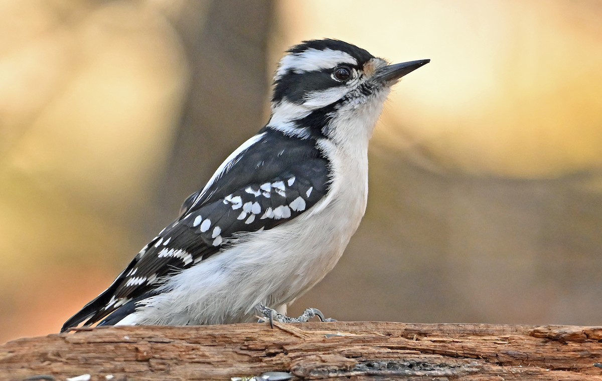 Downy Woodpecker - ML635873741