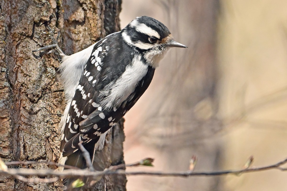 Downy Woodpecker - ML635873762