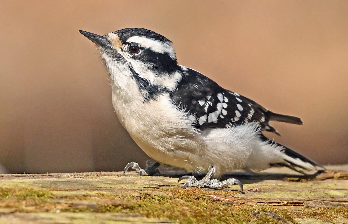 Downy Woodpecker - ML635873770