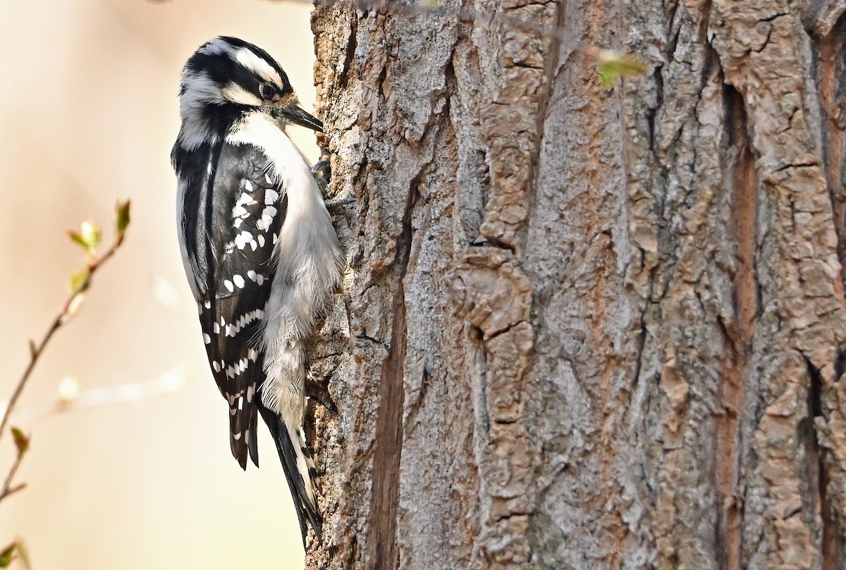 Downy Woodpecker - ML635873777