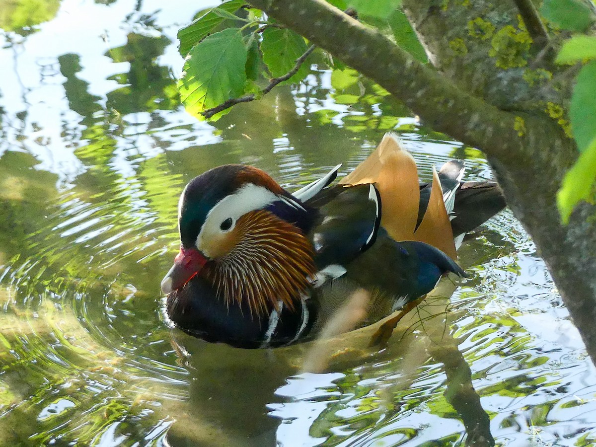 Mandarin Duck - ML635873796