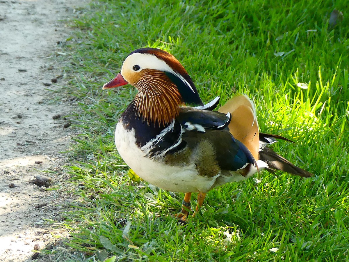 Mandarin Duck - ML635873797