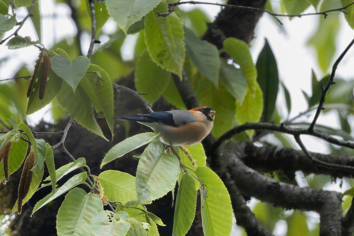 Red-headed Bullfinch - ML635873812