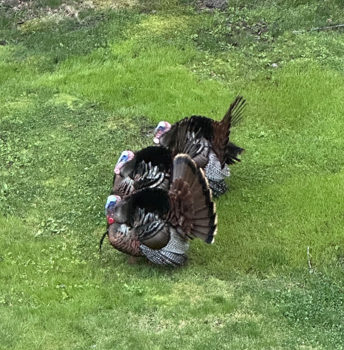 Wild Turkey - ML635873813