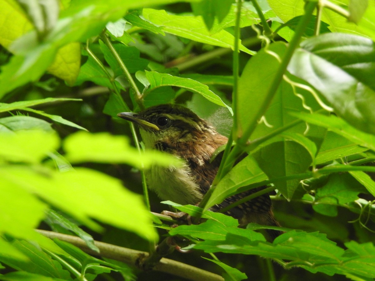 Carolina Wren - ML635873814