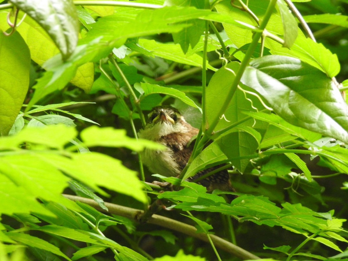 Carolina Wren - ML635873815