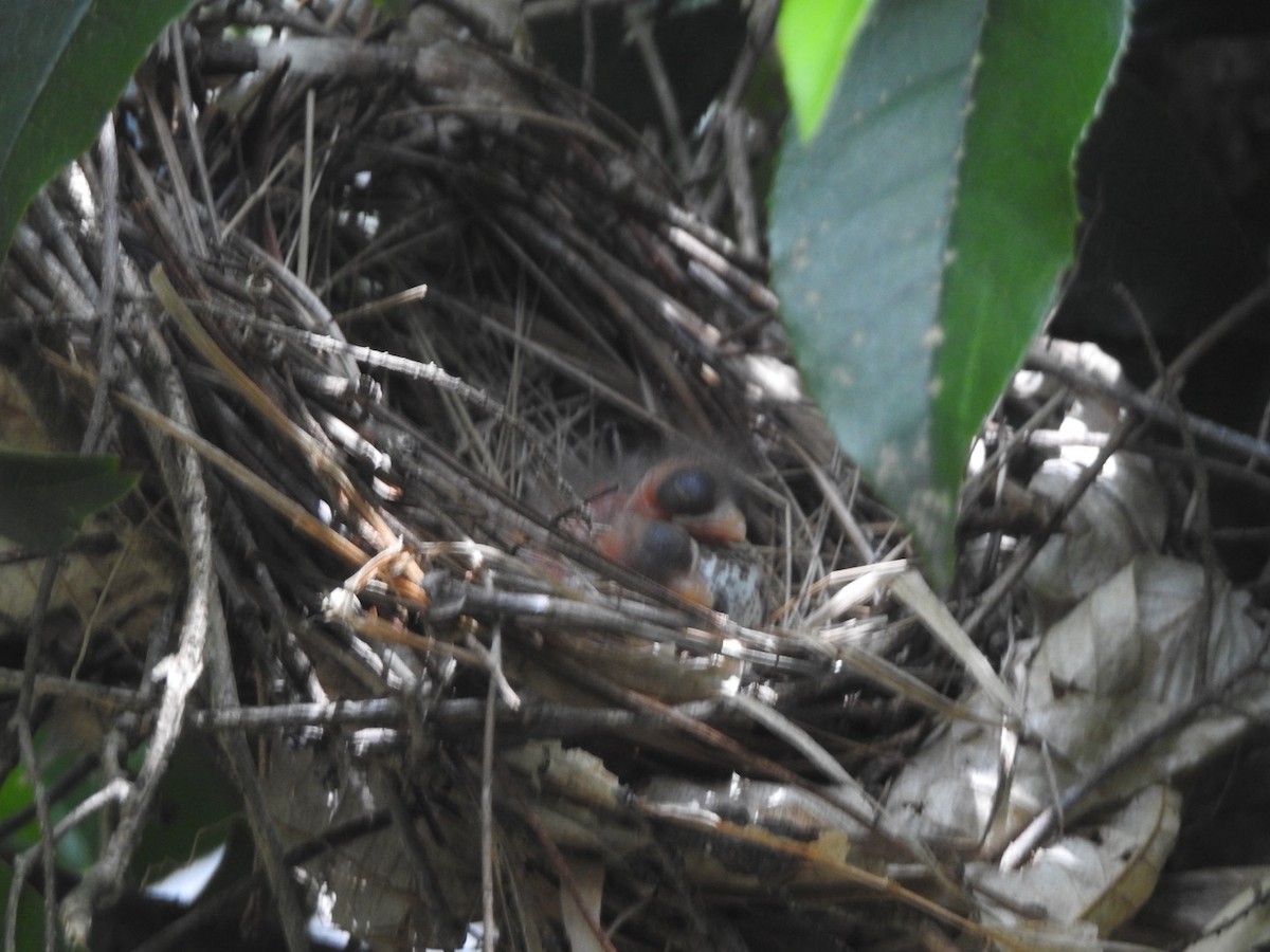 Northern Cardinal - ML635873823