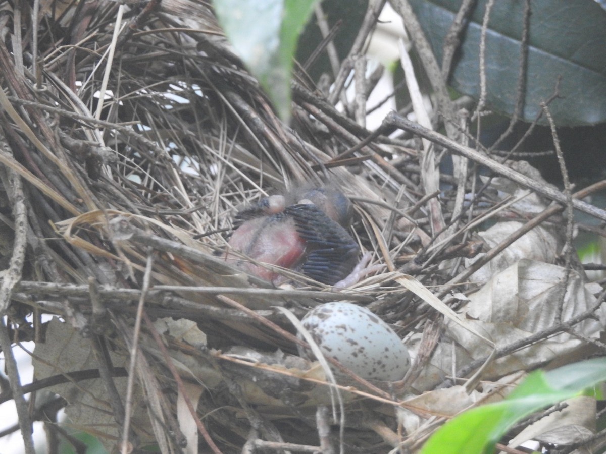 Northern Cardinal - ML635873824