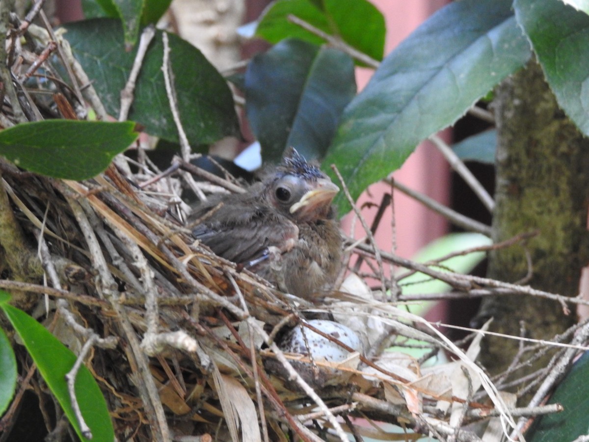Northern Cardinal - ML635873825