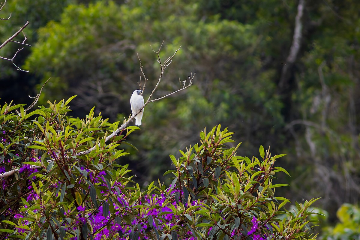 Bare-throated Bellbird - ML635873834