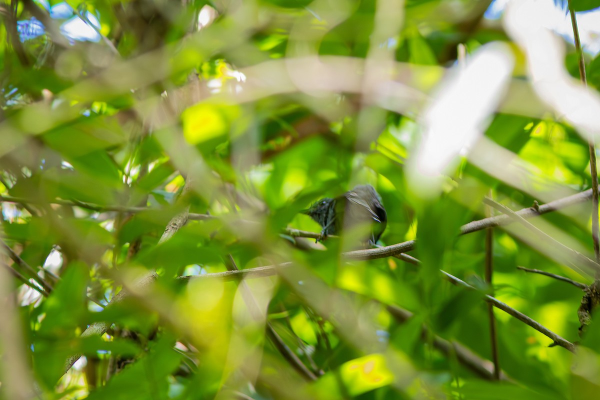 Rio de Janeiro Antbird - ML635873843