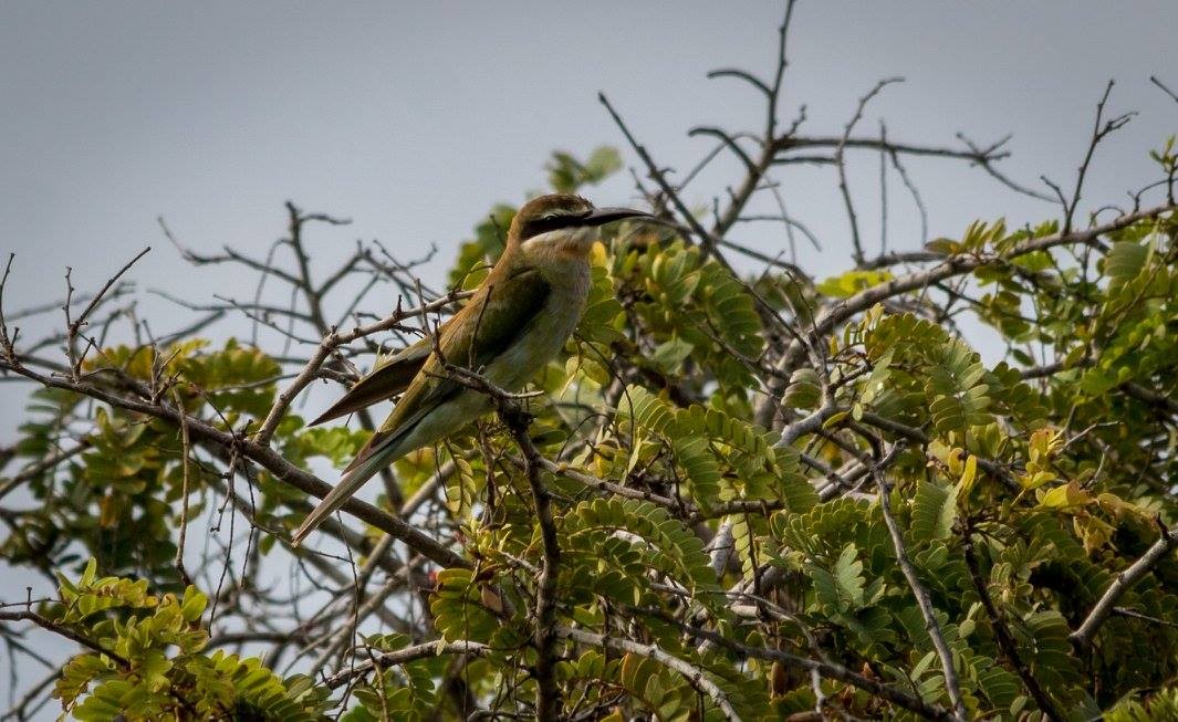 Olive Bee-eater - ML635873869