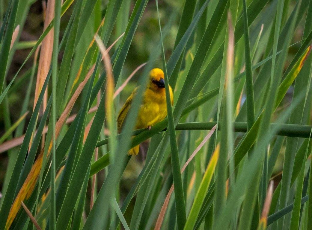 African Golden-Weaver - ML635873876
