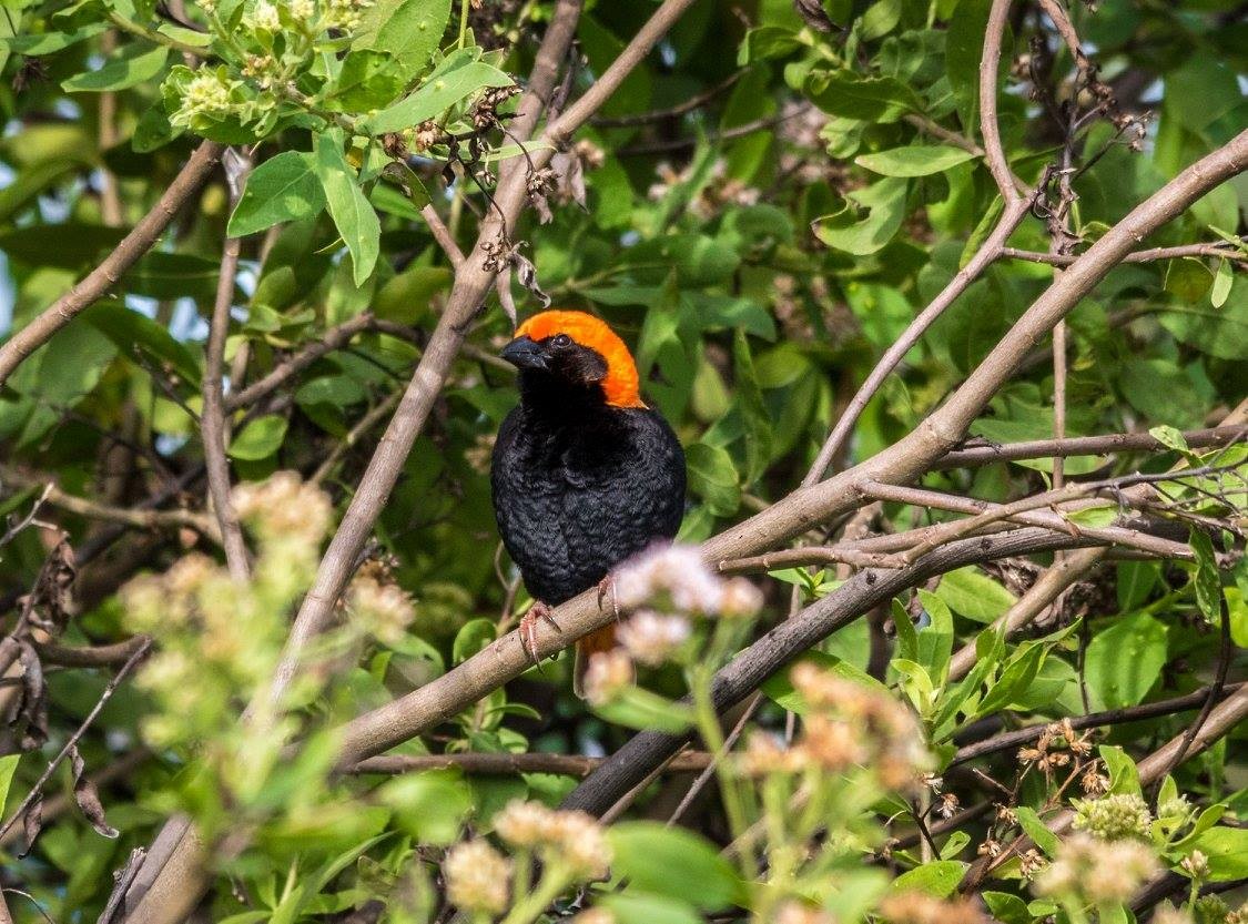 Zanzibar Red Bishop - ML635873880