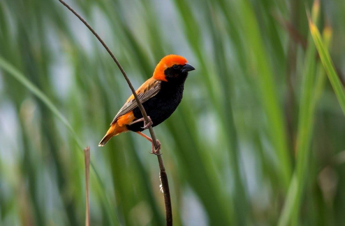 Zanzibar Red Bishop - ML635873881