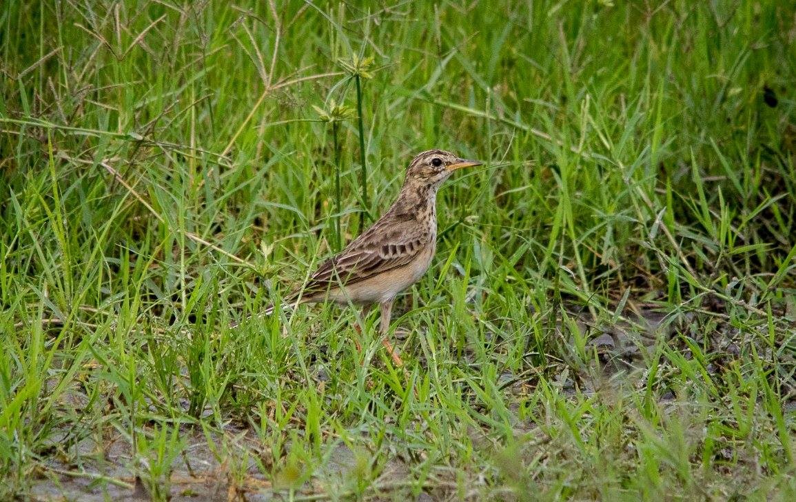 African Pipit - ML635873886