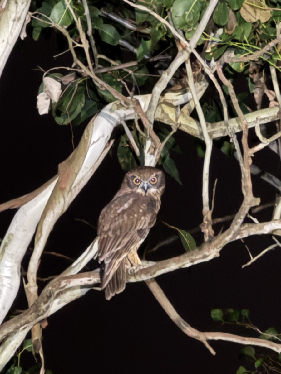 Australian Boobook - ML635873951