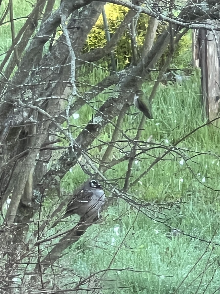 White-crowned Sparrow - ML635873998