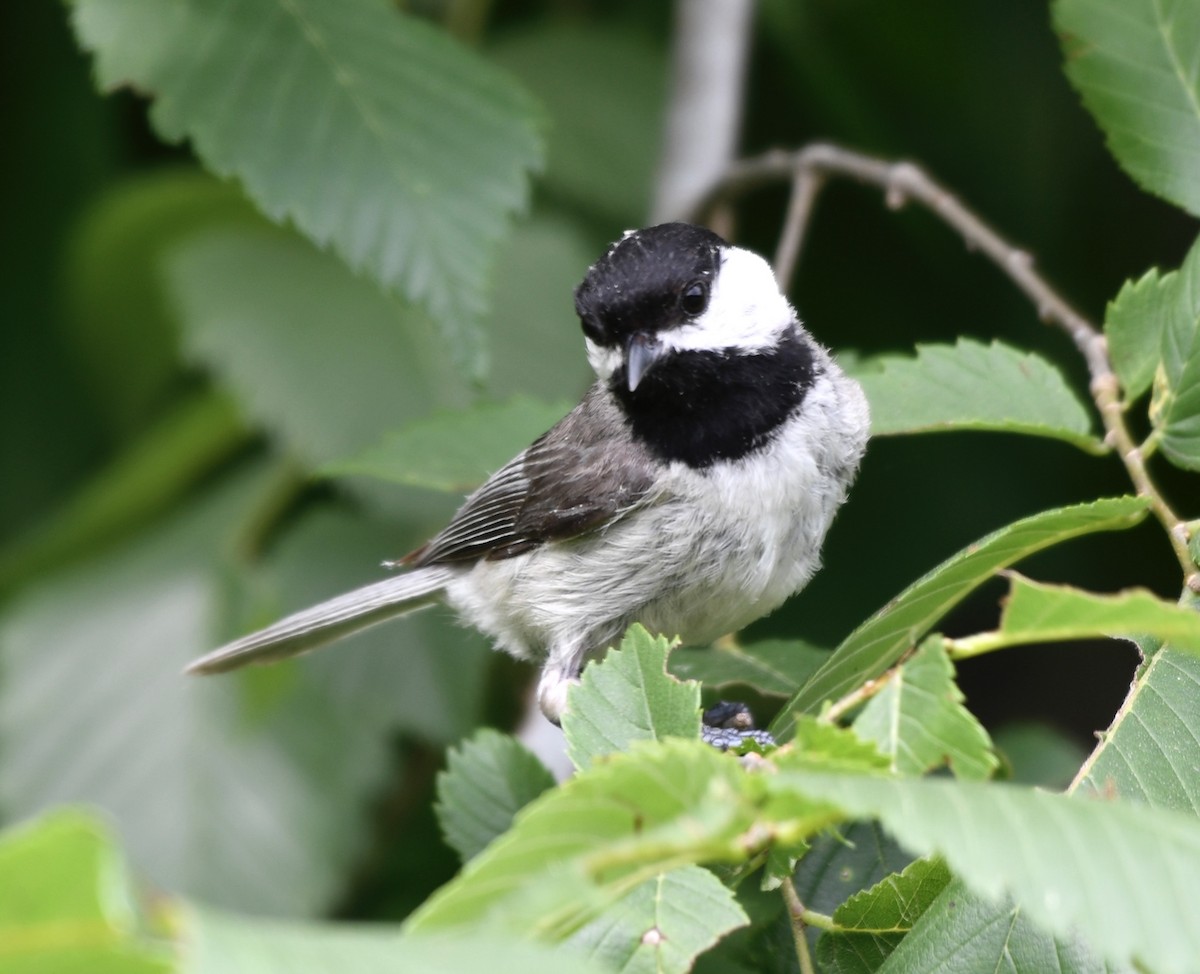Carolina Chickadee - ML635874095