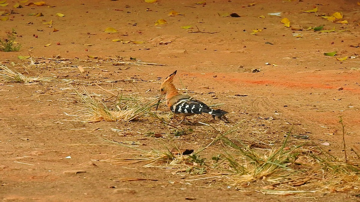 Madagascar Hoopoe - ML635874126
