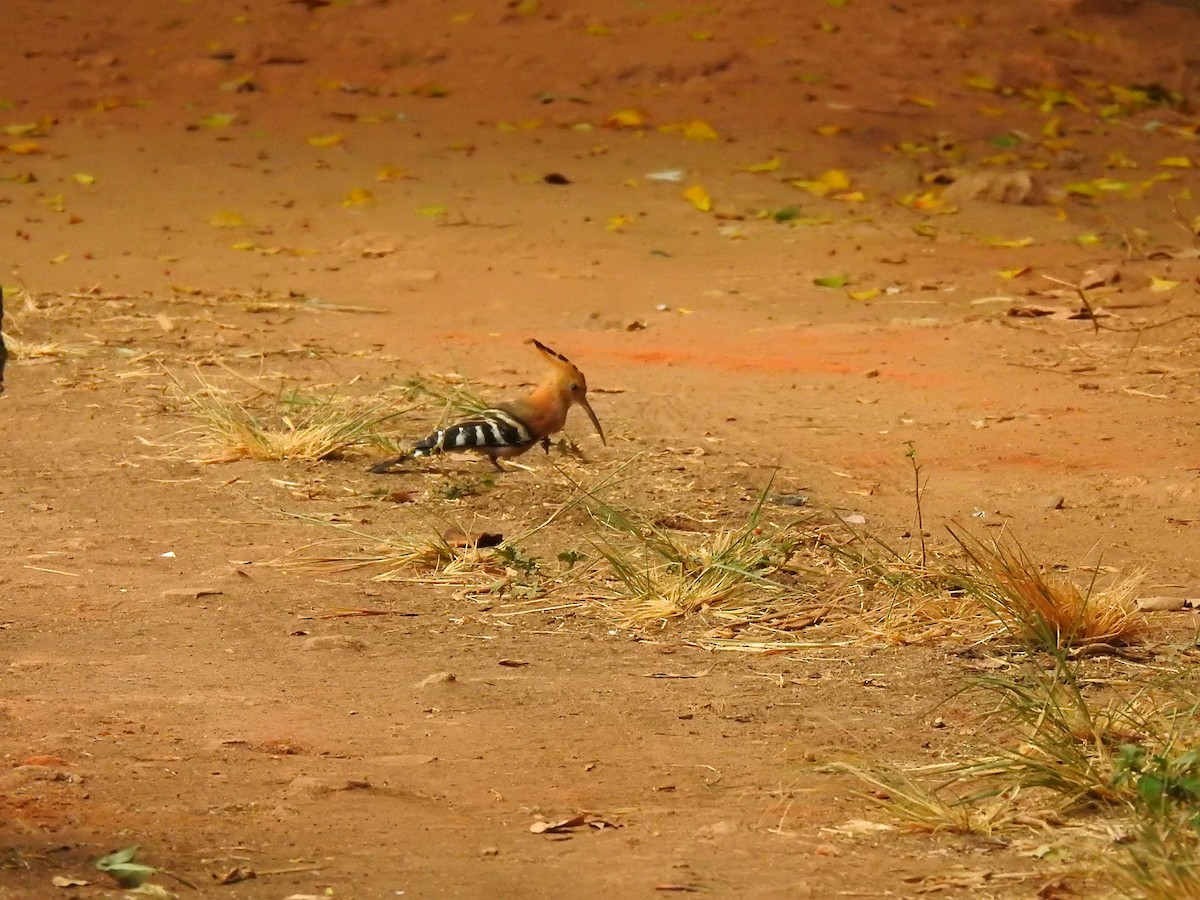 Madagascar Hoopoe - ML635874127