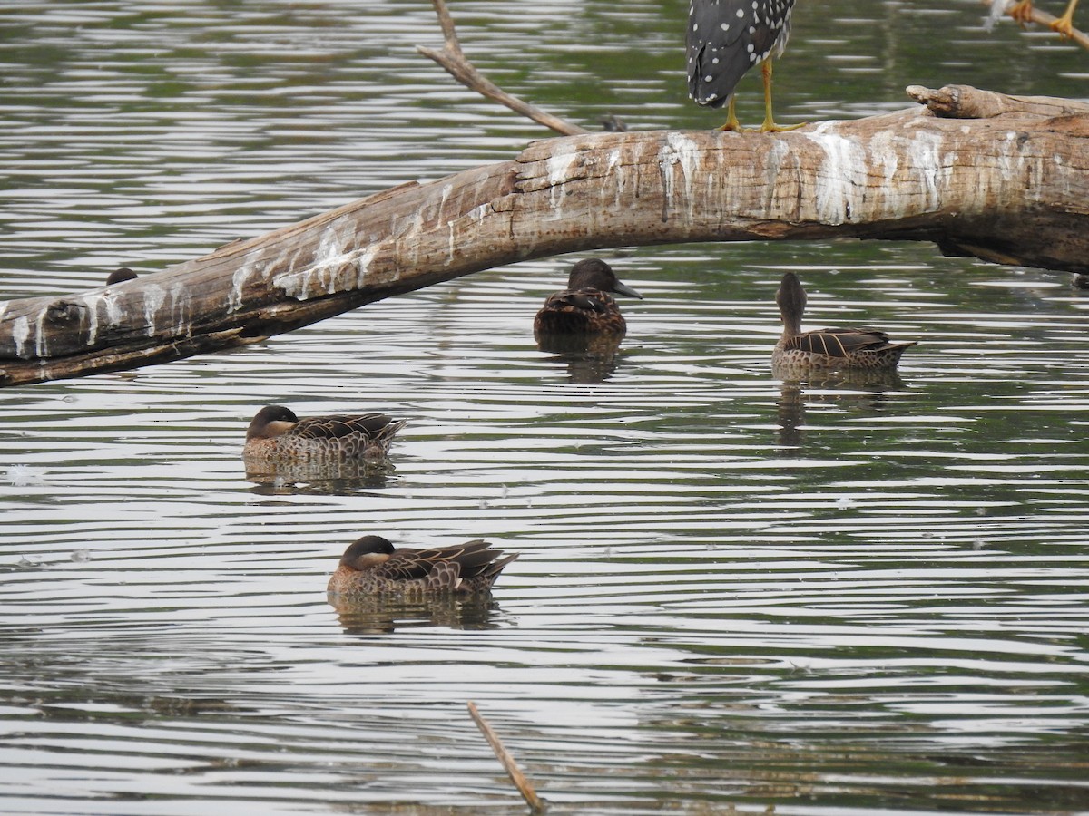 Meller's Duck - ML635874182