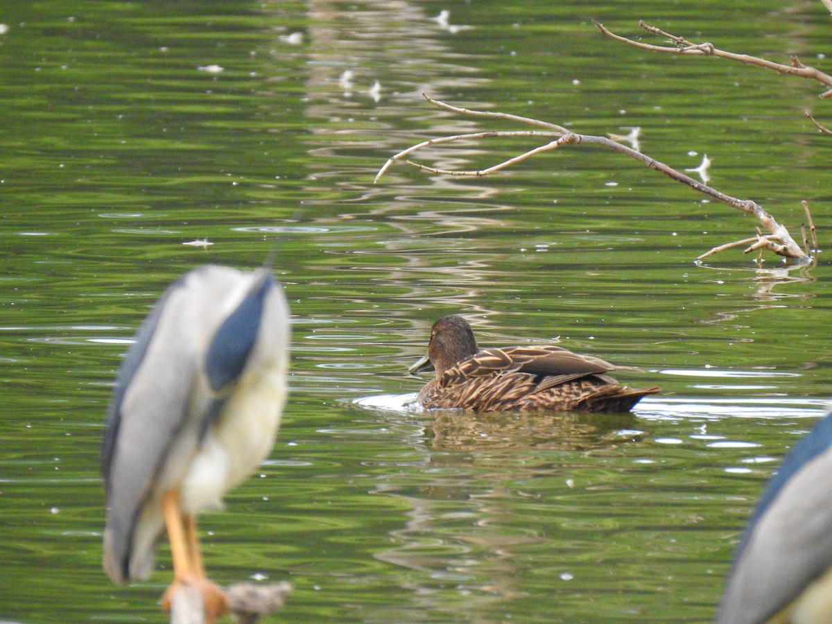 Meller's Duck - ML635874195